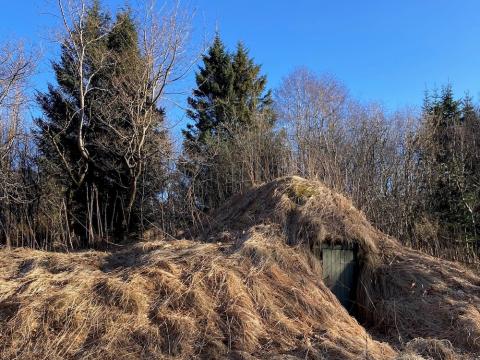 Mynd af skógi. Tré og gras.