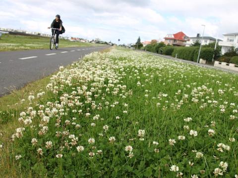 Grassláttur