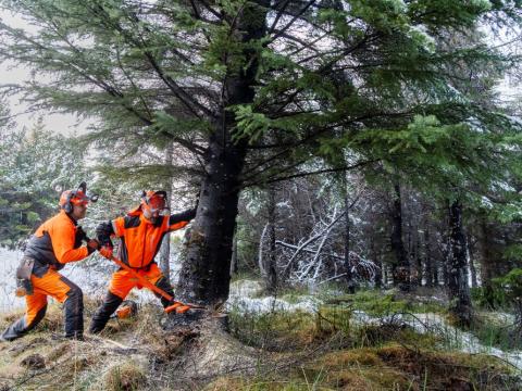 Felling Oslóartrésins í Heiðmörk