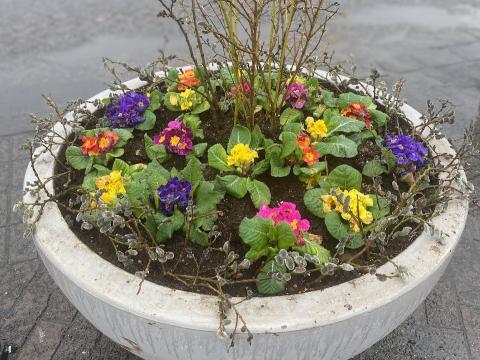 Páskalegt blómaker í borginni.