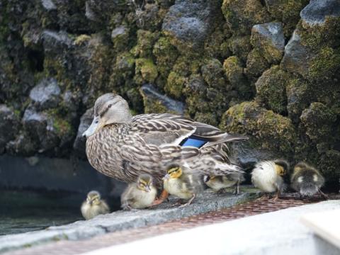 Stokkönd með nýklakta unga við Ráðhús Reykjavíkur