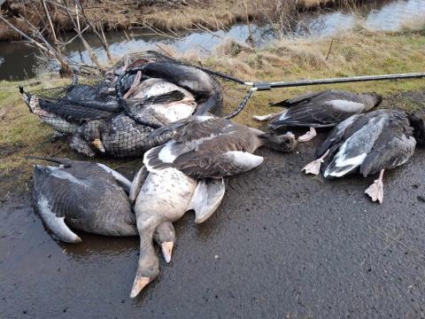 Dead geese in and outside a net by water