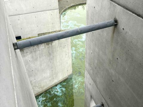 The algae bloom is easily visible when viewed from a third-floor balcony.