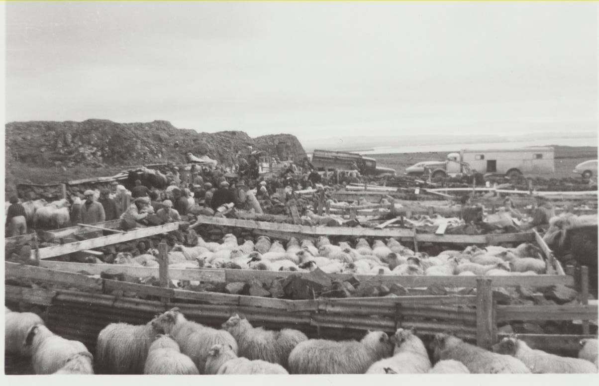 Arnarhamarsrétt á sjötta áratug síðustu aldar.