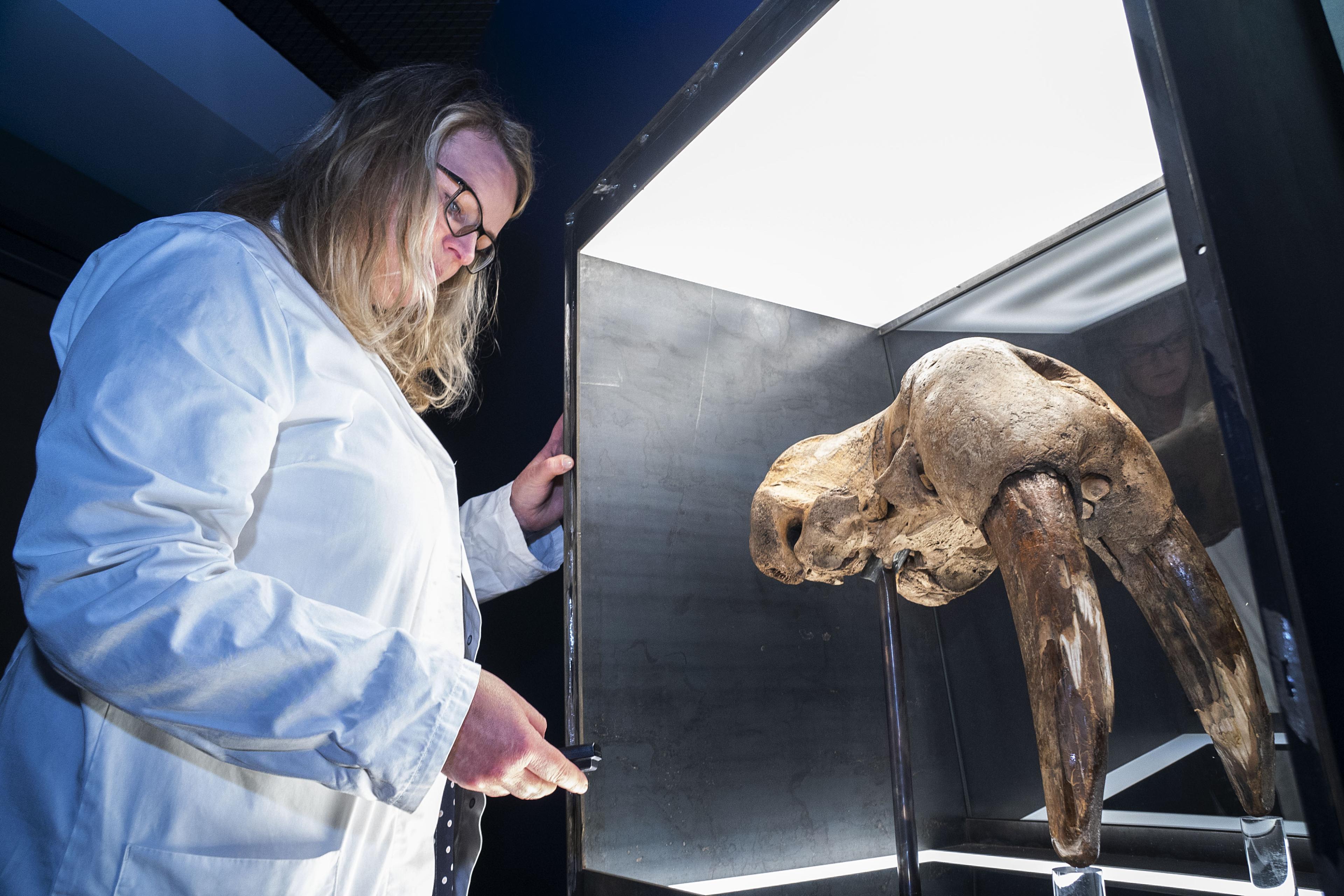 Rostungshaus sem verður til sýnis á sýningunni