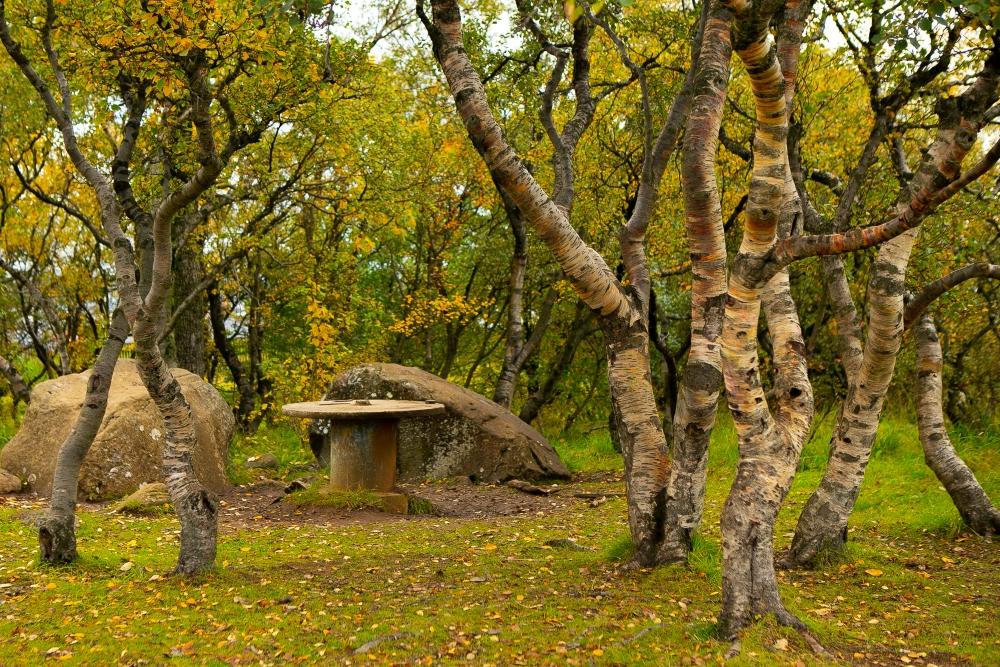 Grove with large stones and wooden table