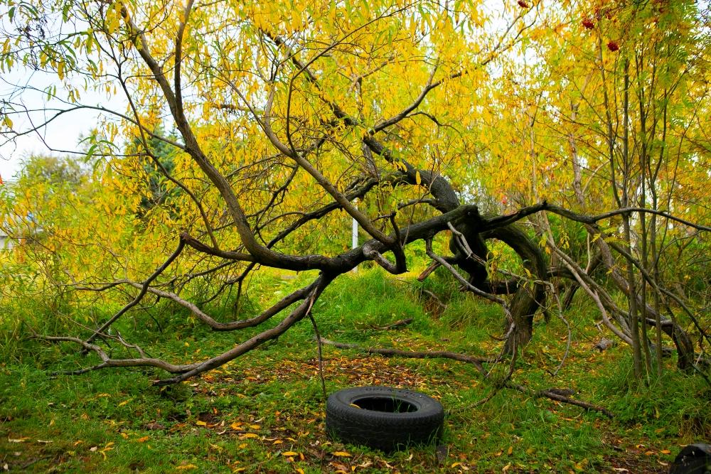 Trees and rubber tires in the outdoor area of Steinahlíð preschool