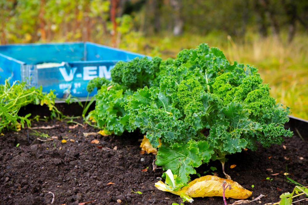 Vegetable bed with kale