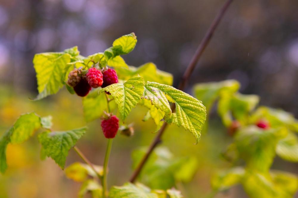 Raspberry bush 