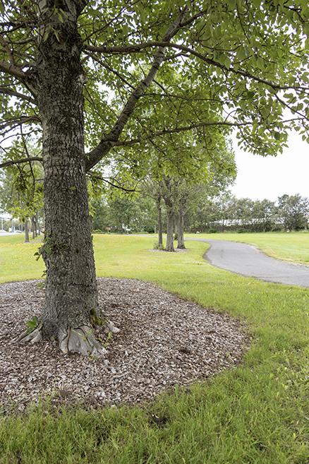Trees at Yrsufell in Breiðholt