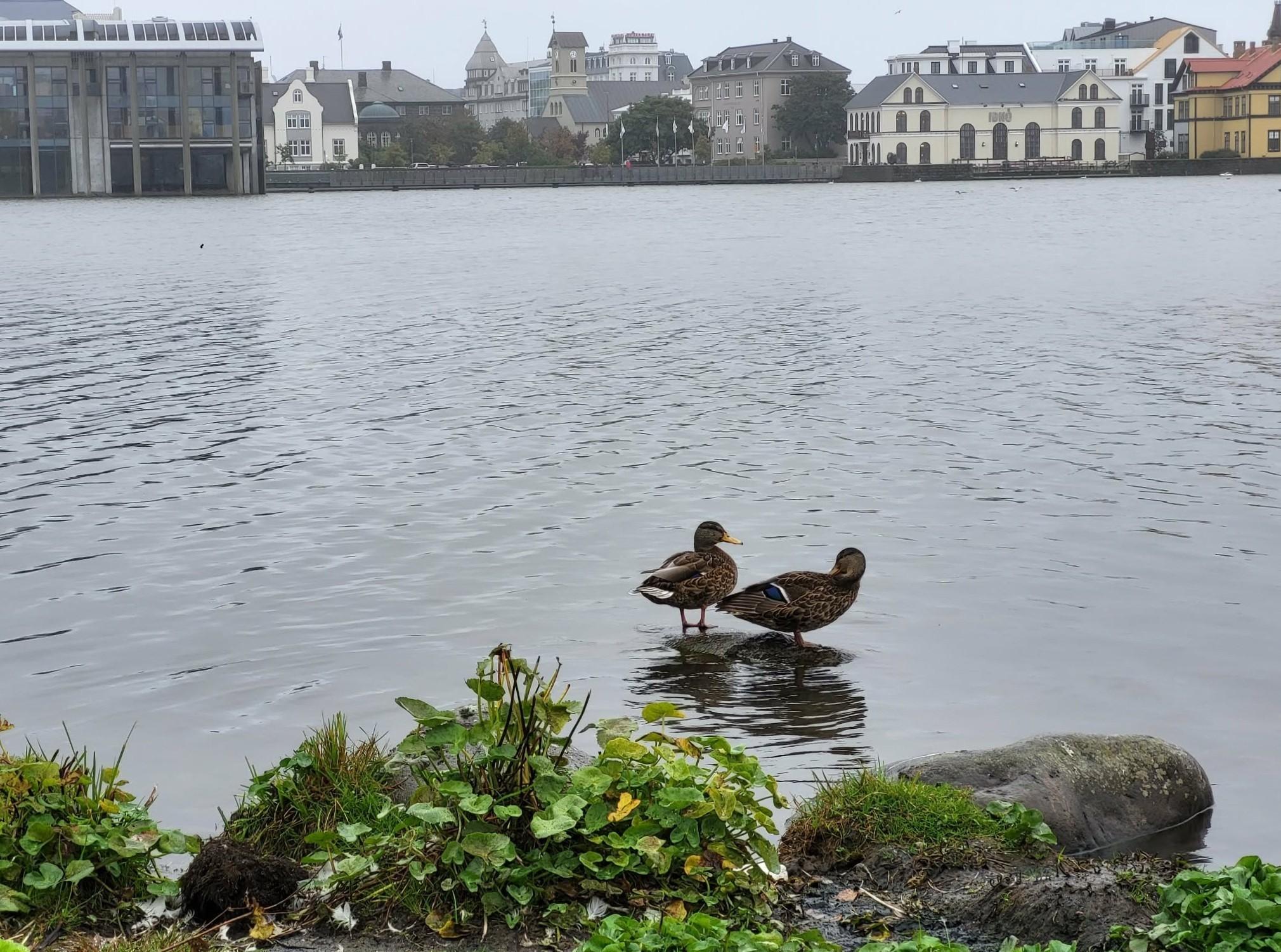 Myndin er af Reykjavíkurtjörn, hófsóleyjum og tveimur stokköndum