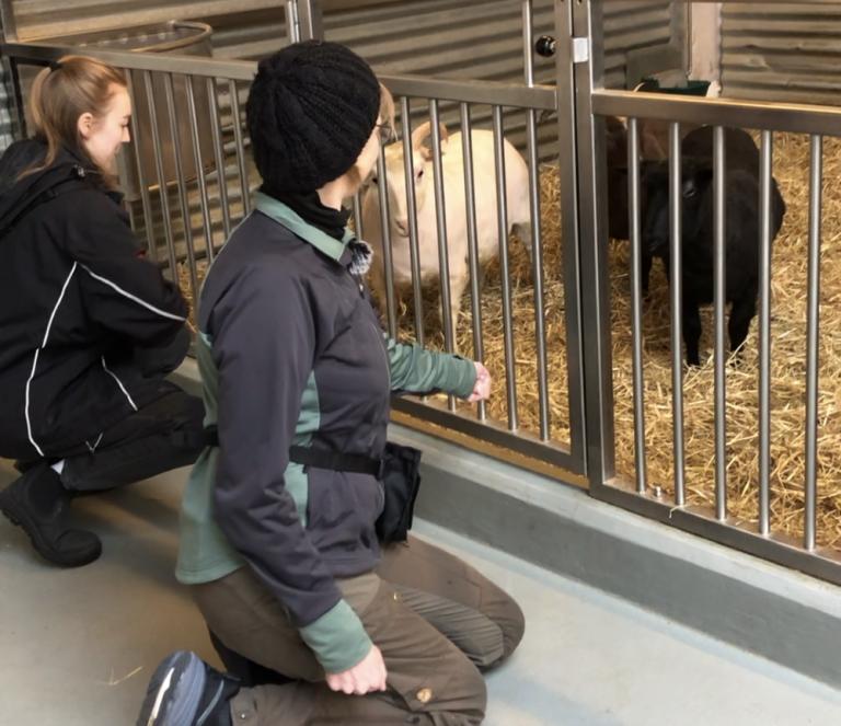 Working with sheep at the zoo
