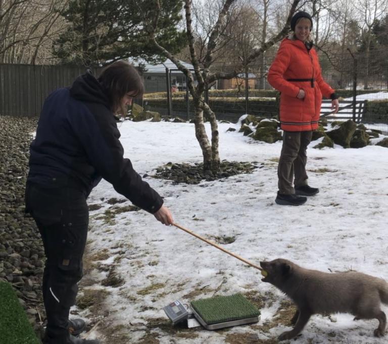 Weighing the foxes at the zoo