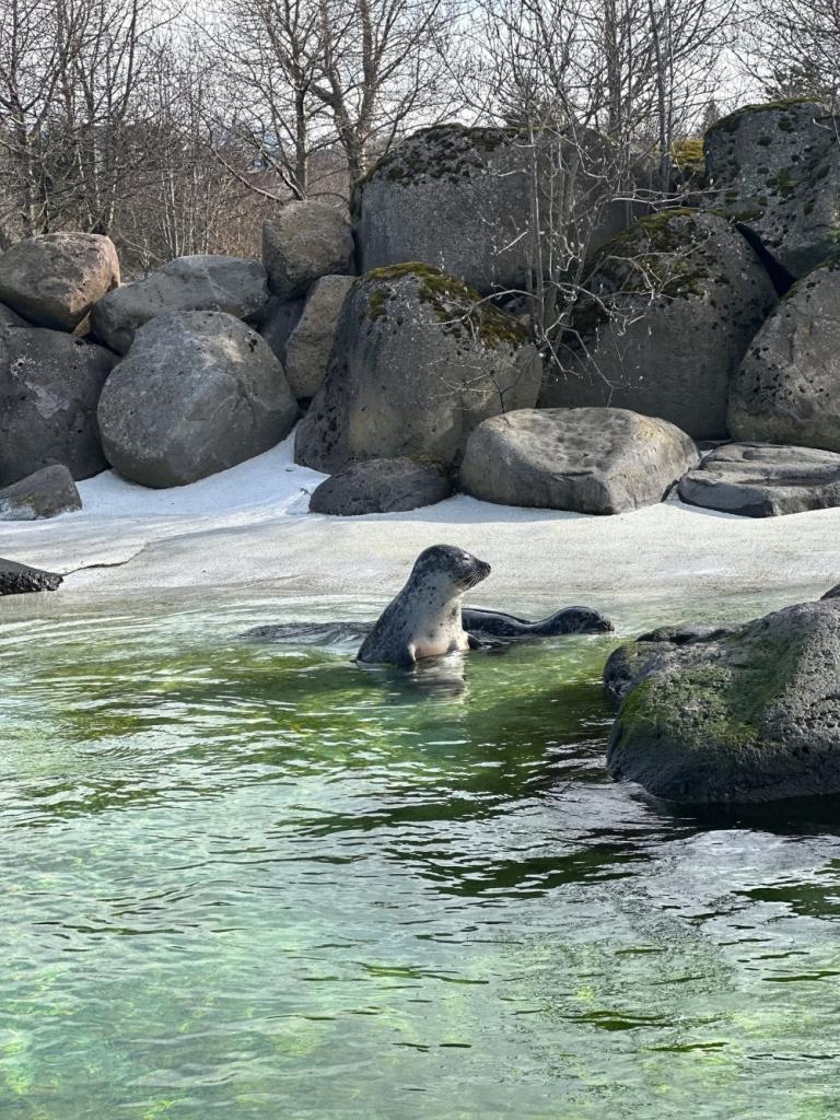 The seals Garðar and Kópur had a great time in the seal pool and enjoyed the activities.