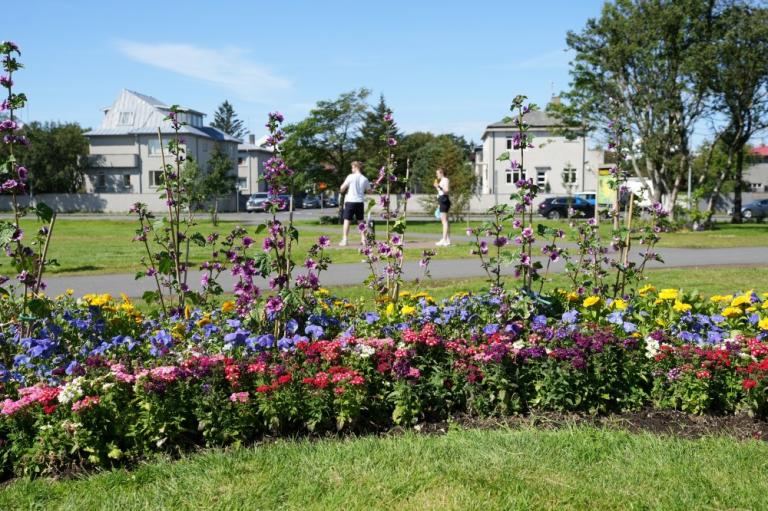 Beautiful flowers at Klambratún.