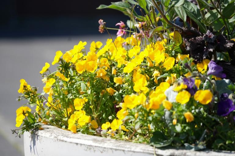 Beautiful violets in a planter
