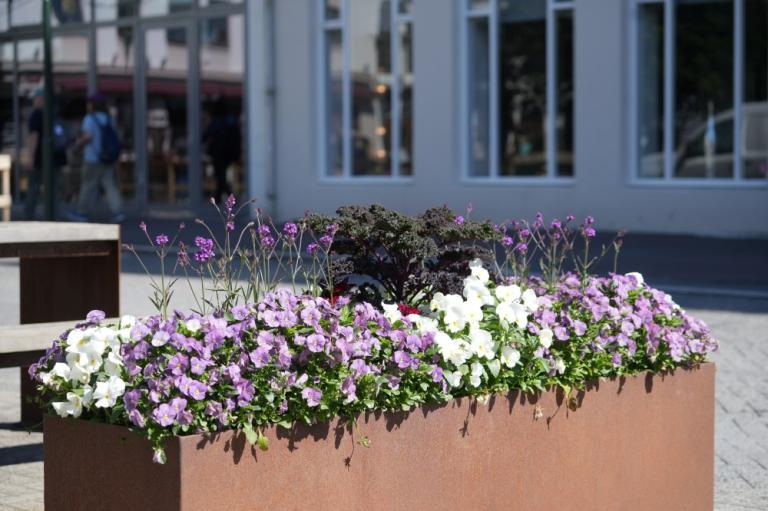 Planters at Austurvöllur.