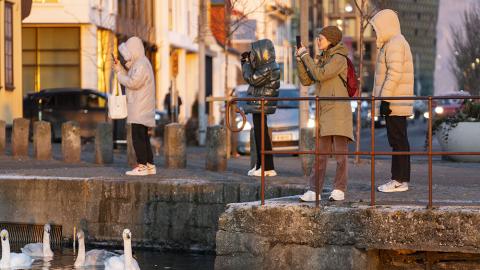 Fólk fylgist með fuglum niðri við Tjörnina í Reykjavík. 