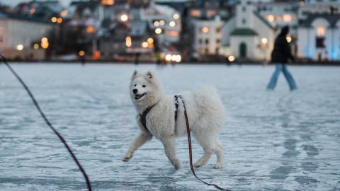 Hvítur hundur í bandi labbar á ísi lagðri Reykjavíkurtjörn. Manneskja að labba og Fríkirkjan í bakgrunni.