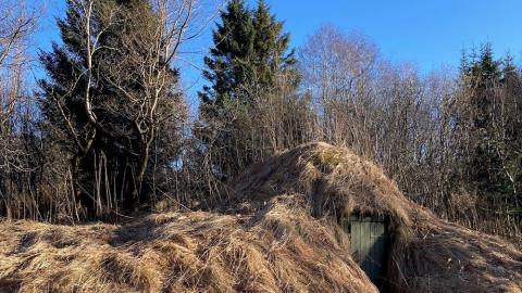 Mynd af skógi. Tré og gras.