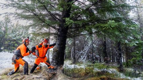 Felling Oslóartrésins í Heiðmörk