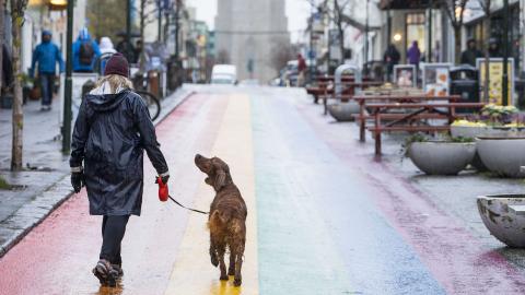 A woman walks her dog up the rainbow on Skólavörðustígur.