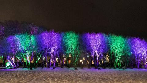 Winter Lights Festival's signature colors illuminate trees at Austurvöllur