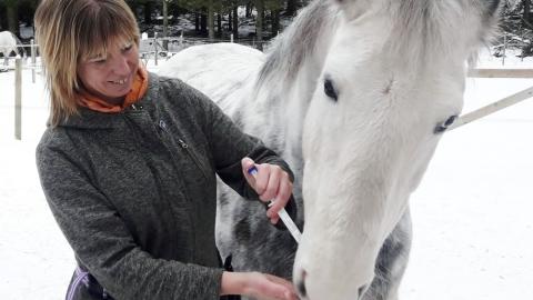 Eva the animal trainer giving medication to a horse