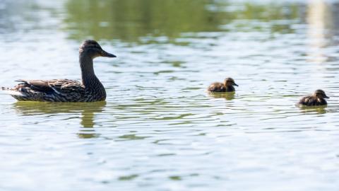 Duck mother with her young at Tjörnin