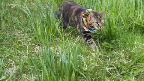 Beautiful cat wearing a colorful collar that helps deter birds.