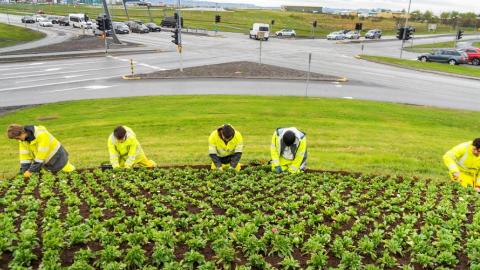 Young people in rain gear plant in beds at an intersection near the airport and pedestrian bridge. Summer, rain, traffic in the background.