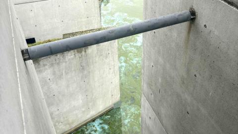 The algae bloom is easily visible when viewed from a third-floor balcony.