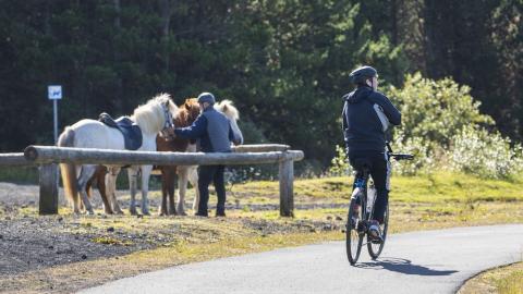 Horses and cyclists